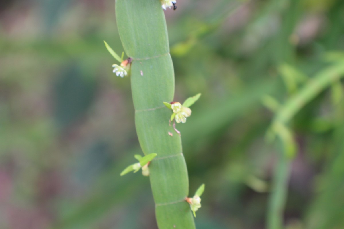 Muehlenbeckia platyclada (F.Muell.) Meisn.